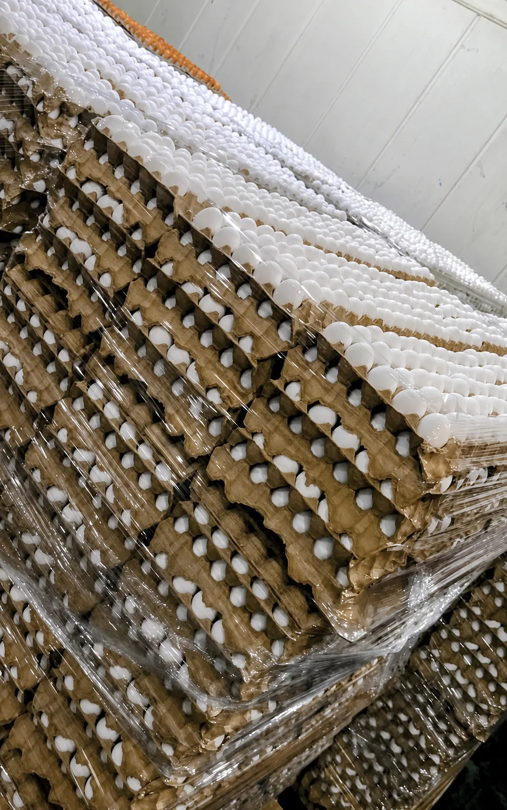 Maples de huevos embalados para distribucion